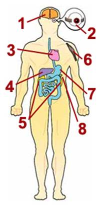 Body Diagram