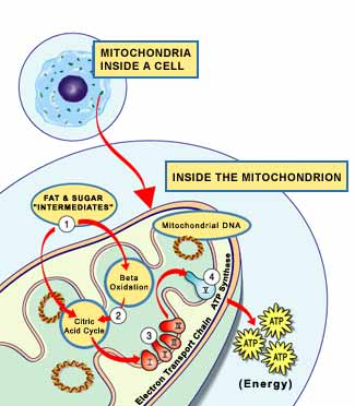 Diagram of mitochondria